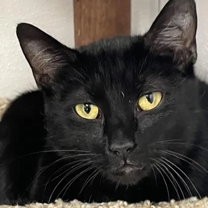 An adult small-sized female Domestic Short Hair cat named Elvira for adoption in Mount Pleasant, IA