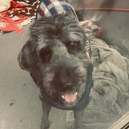 A senior large-sized male Gray / Blue / Silver Golden Retriever dog named Sebastian for adoption in Baltimore, MD