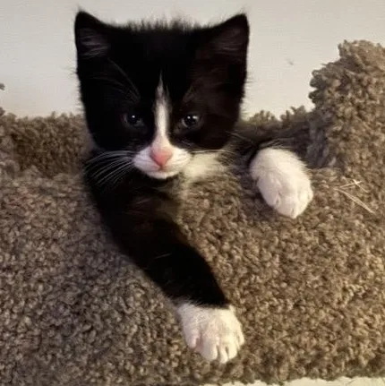 A baby medium-sized male Black & White / Tuxedo Domestic Short Hair cat named Flint for adoption in Wilmington, OH