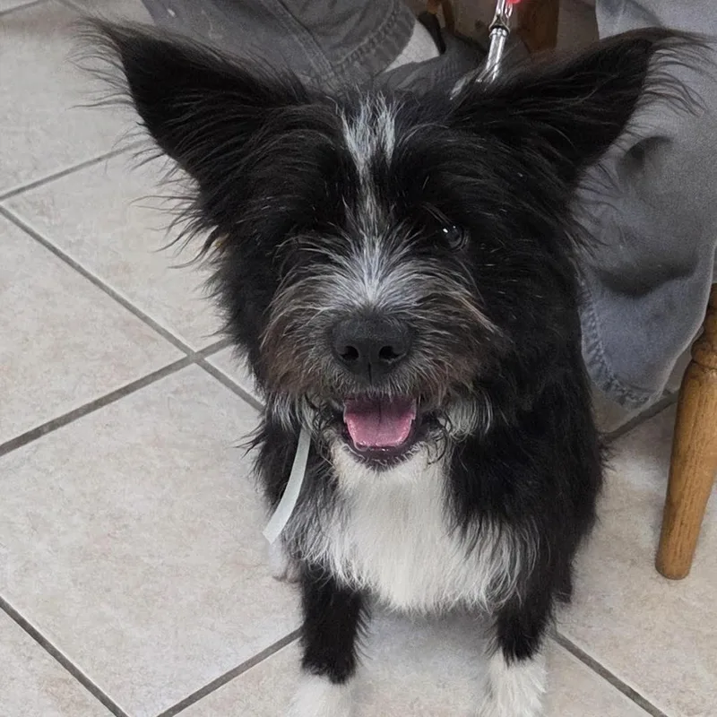 A young small-sized male Black Mixed Breed dog named Wally for adoption in Camden, DE
