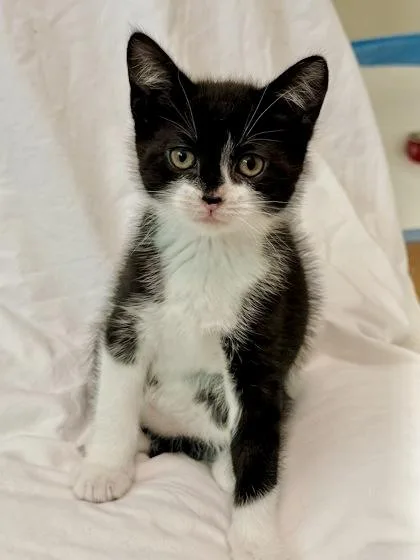 A baby small-sized female Domestic Short Hair cat named Gravy Boat for adoption in Madison, NJ