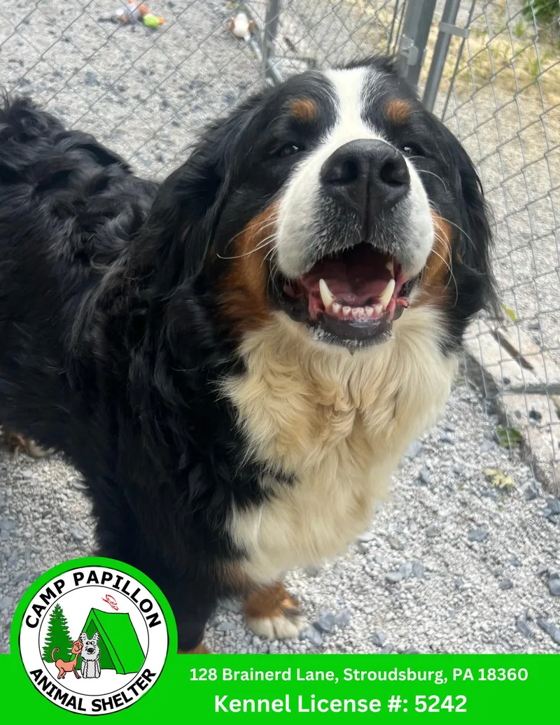 A young medium-sized female Bernese Mountain Dog dog named Aubrey for adoption in Stroudsburg, PA
