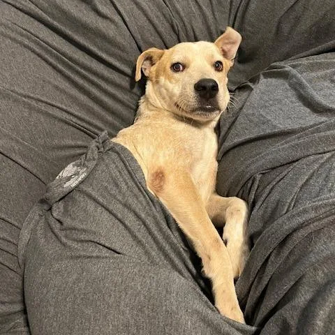 Sir Jack thumbnail 2