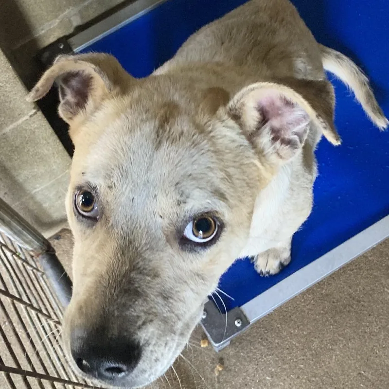 Sir Jack thumbnail 4