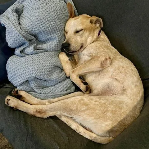 Sir Jack thumbnail 5