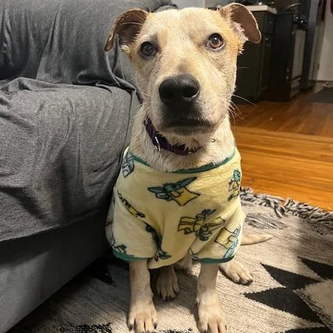 Sir Jack thumbnail 6