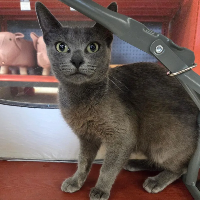 An adult medium-sized female Gray / Blue / Silver Russian Blue cat named Maribelle for adoption in Brea, CA