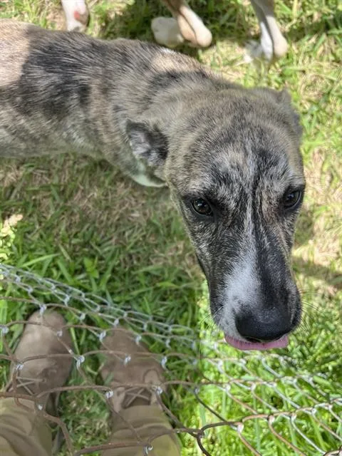 A young small-sized male German Shepherd Dog dog named Honey for adoption in Sugar Land, TX