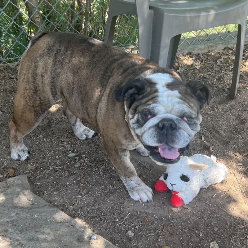 An adult medium-sized female English Bulldog dog named Doobie for adoption in Houston, TX