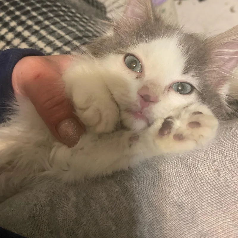 A baby small-sized male Gray & White Tabby cat named Harlow for adoption in Andover, MN
