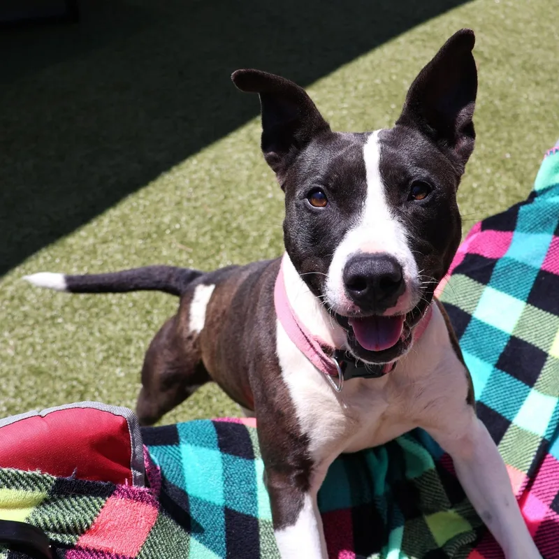 An adult large-sized female Mixed Breed dog named Glenda for adoption in Athens, GA