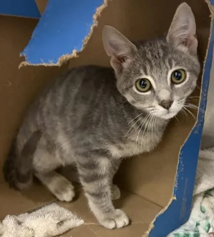 A baby small-sized male Domestic Short Hair cat named Pell for adoption in West Chester, PA