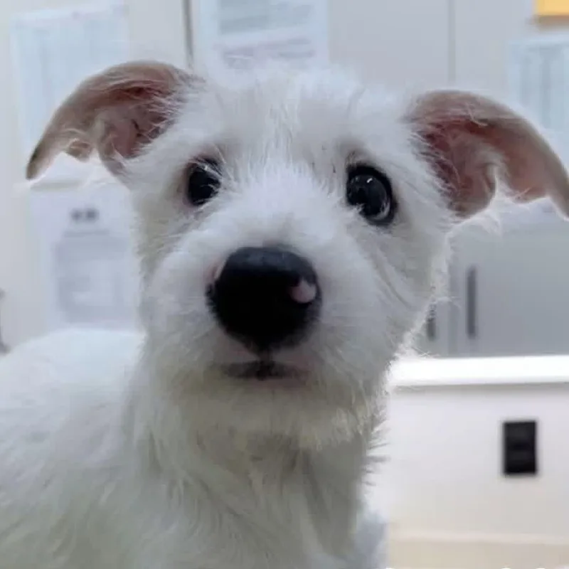A young small-sized female Mixed Breed dog named Mya for adoption in Watertown, WI