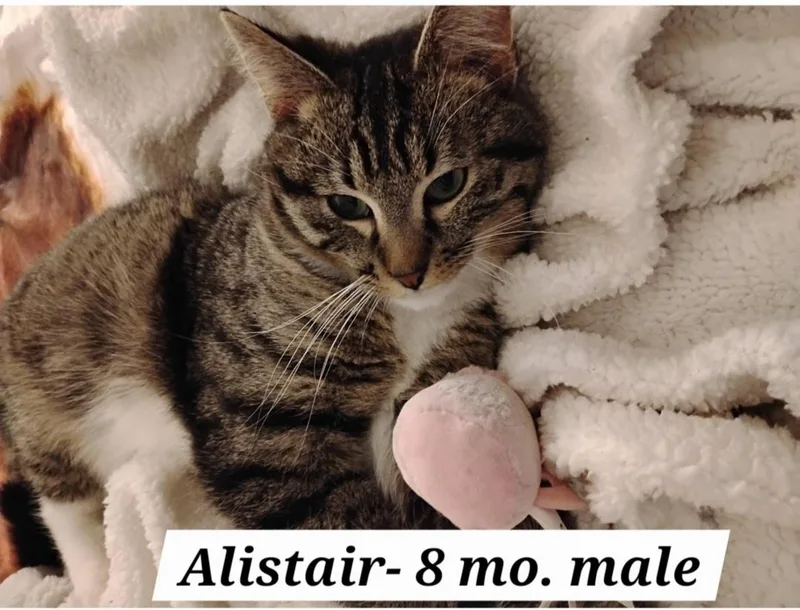 A young medium-sized male Tabby cat named Alistair Scroll Read for adoption in Rockford, IL