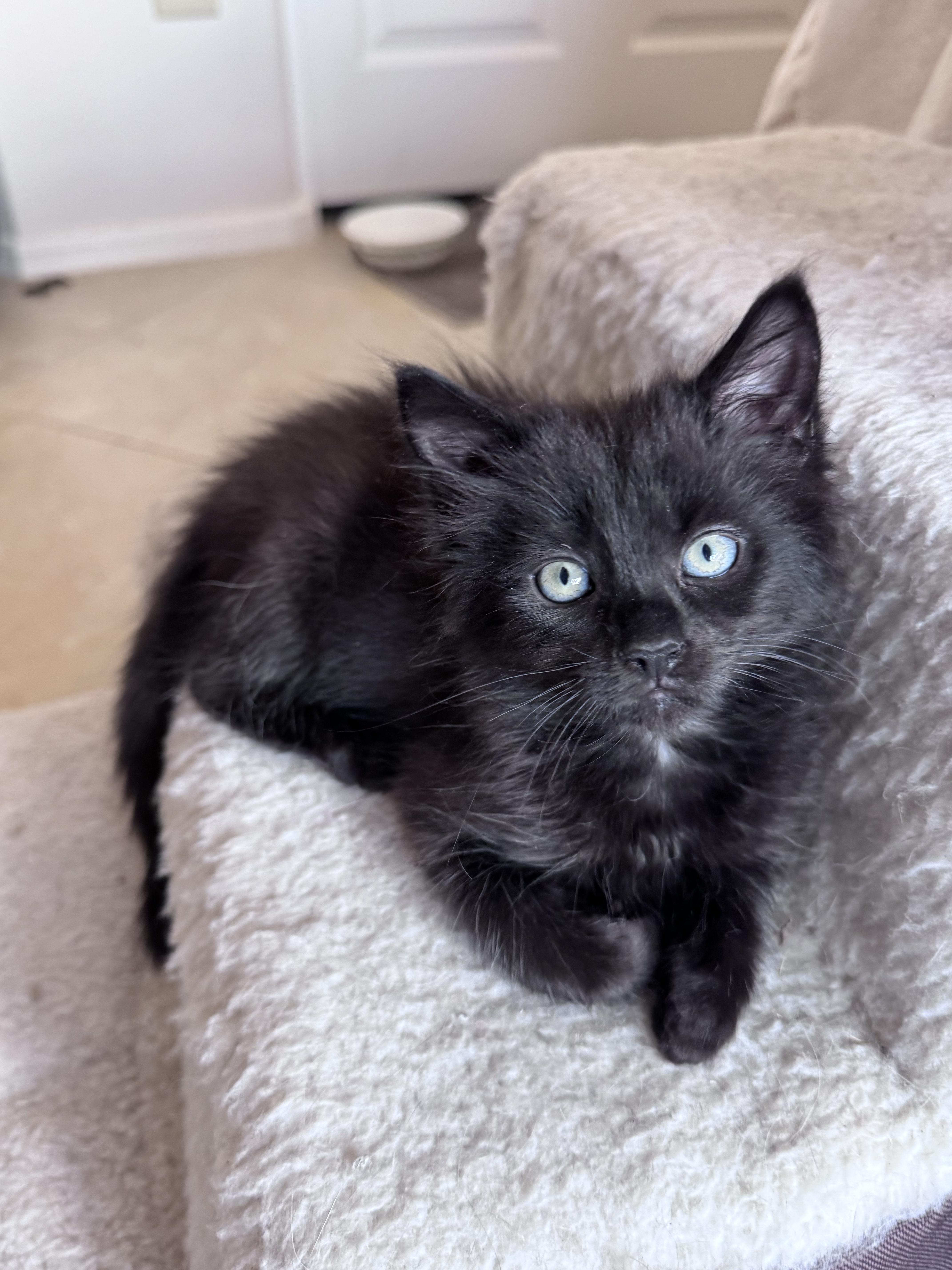 A young medium-sized female Domestic Medium Hair cat named Jordan for adoption in Oracle, AZ