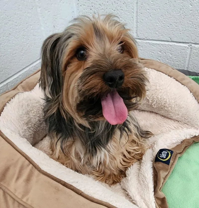 A young small-sized male Yorkshire Terrier dog named Kofa for adoption in Cottonwood, AZ
