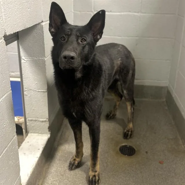 An adult large-sized male German Shepherd Dog dog named Midnight for adoption in Huntsville, AL