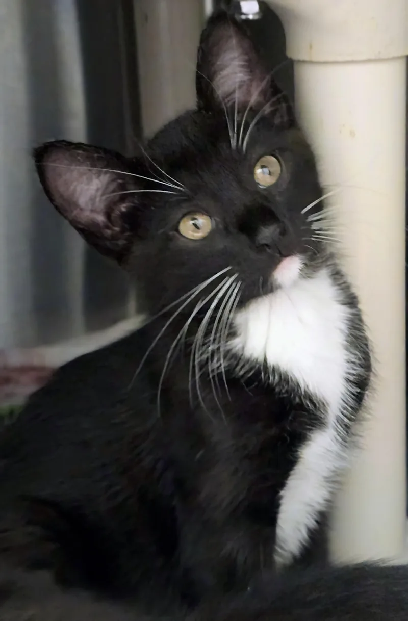 A baby large-sized male Black Domestic Short Hair cat named Hawkweed for adoption in Amityville, NY