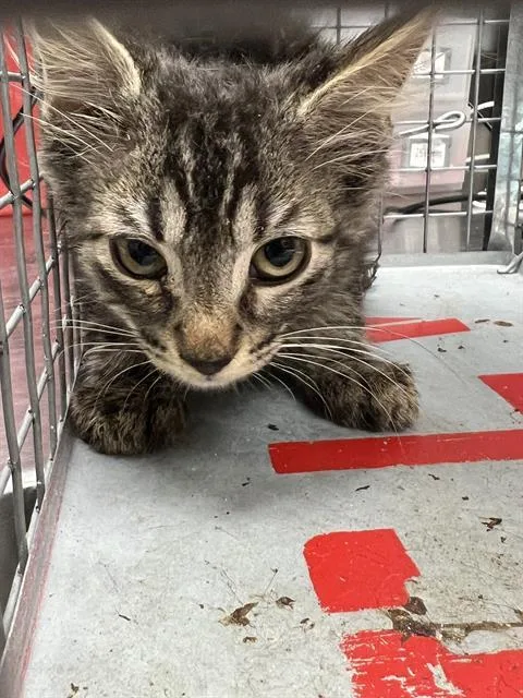 A baby small-sized male Domestic Short Hair cat named Bear for adoption in Las Vegas, NV