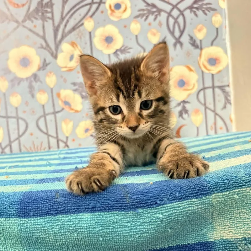 A baby small-sized male Domestic Short Hair cat named Kipper for adoption in Milwaukee, WI