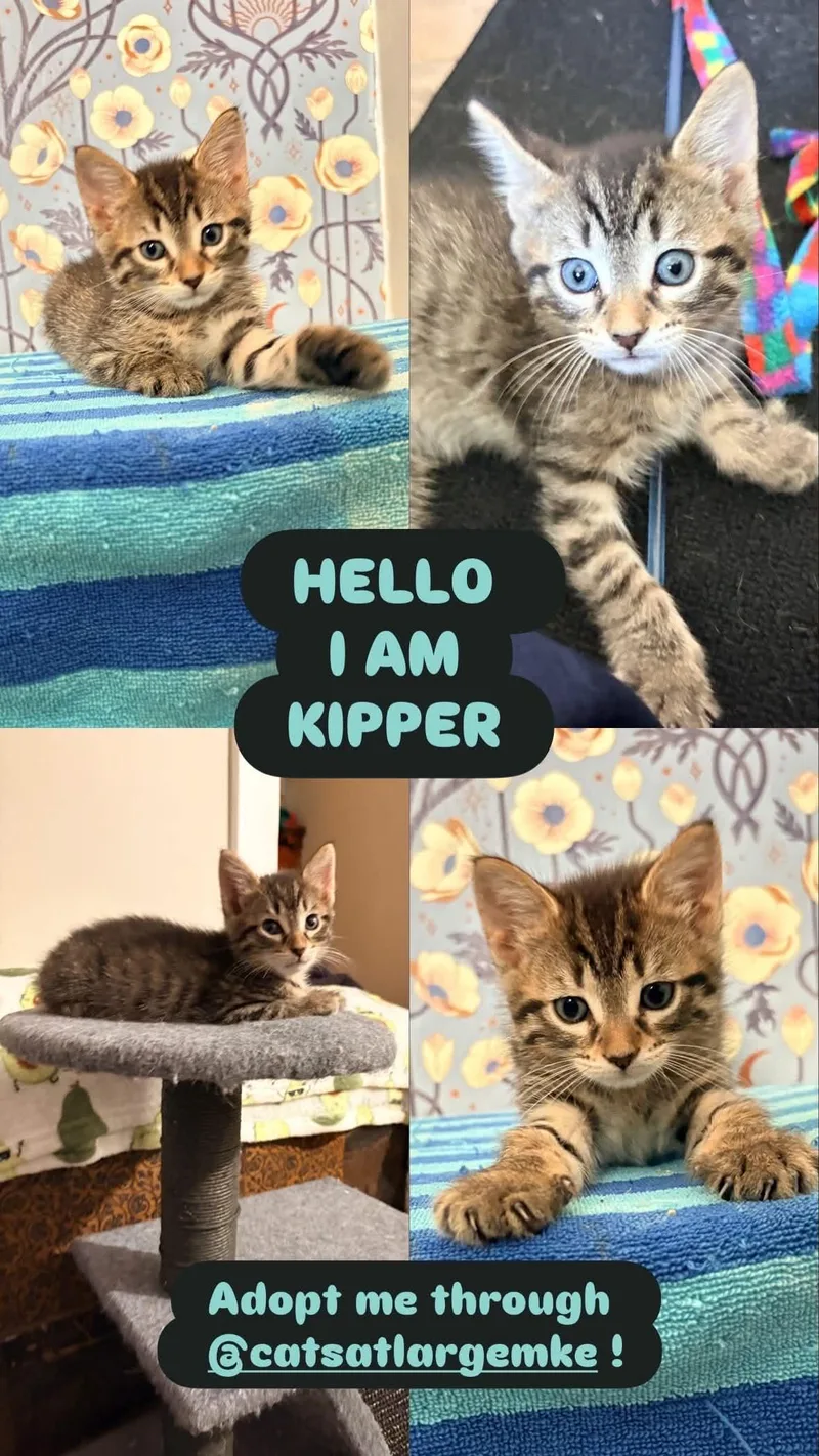 Kipper thumbnail 3