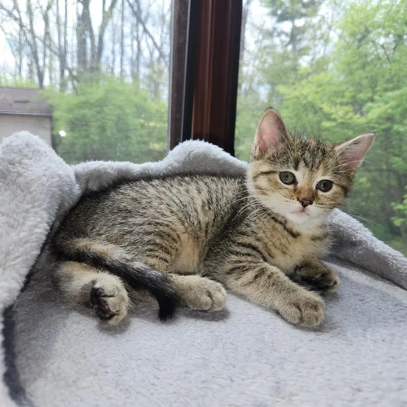 A baby small-sized female Brown / Chocolate Domestic Short Hair cat named Willow for adoption in Carmel, IN