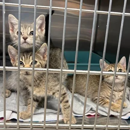 A baby small-sized female Brown / Chocolate Domestic Short Hair cat named Brynnleigh for adoption in Austin, TX