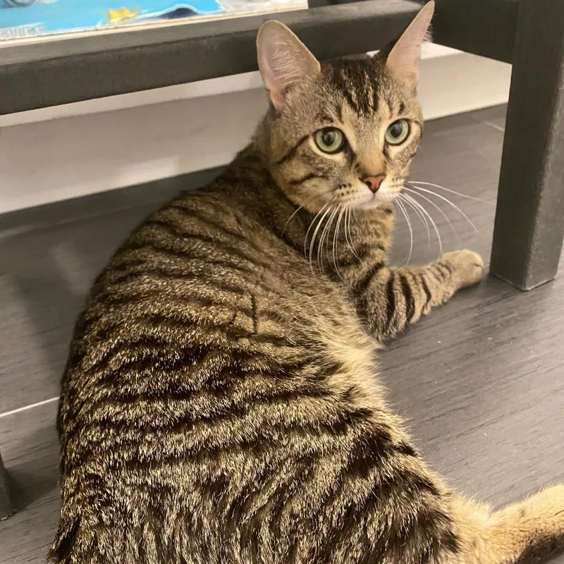 An adult medium-sized male Domestic Short Hair cat named Mork for adoption in Los Angeles, CA