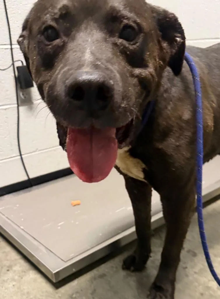 An adult large-sized male Mixed Breed dog named Bruce for adoption in Henderson, NC