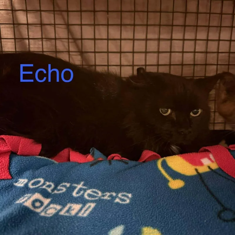 Echo
