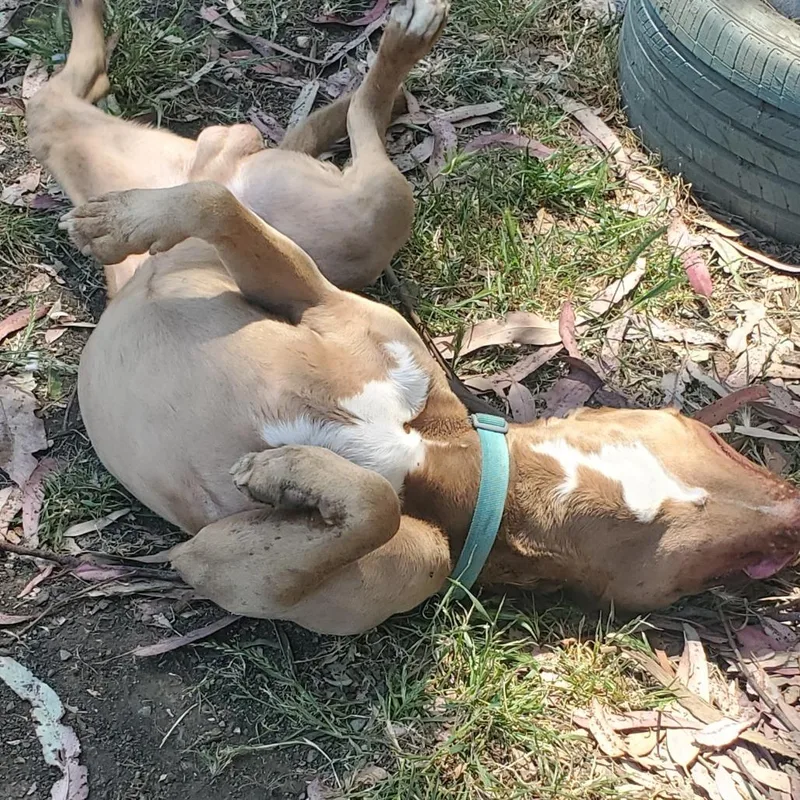 An adult large-sized male Brown / Chocolate Pit Bull Terrier dog named Sampson for adoption in San Pablo, CA