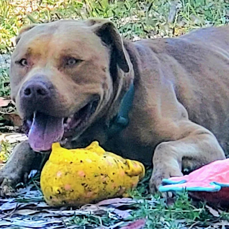 Sampson thumbnail 2