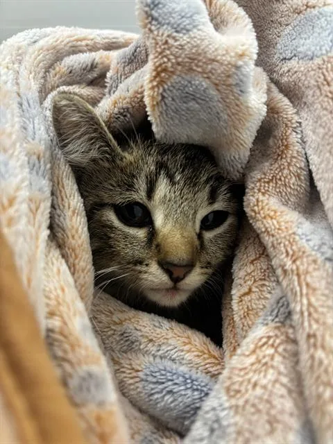 A baby small-sized male Domestic Short Hair cat named Crocus for adoption in Indianapolis, IN