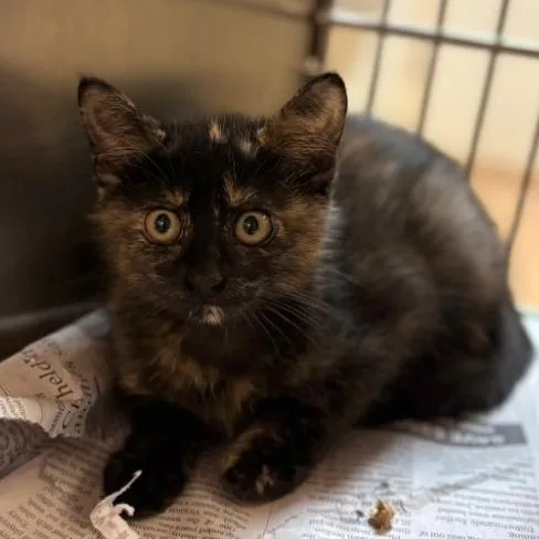 A baby small-sized female Black Domestic Short Hair cat named Lola for adoption in Leander, TX