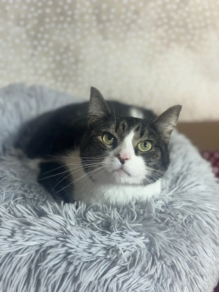 A young medium-sized male Domestic Short Hair cat named Tux for adoption in Wintersville, OH