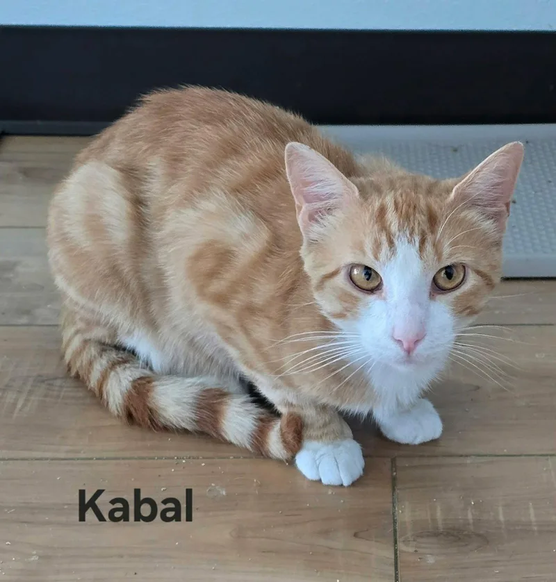 Kabal thumbnail 3