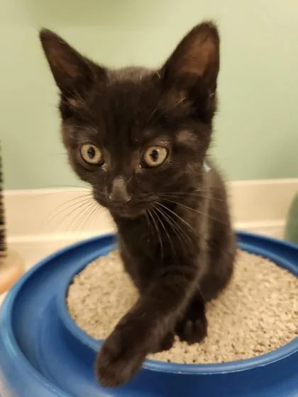 A baby small-sized female Domestic Short Hair cat named Biscuit for adoption in Columbus, IN