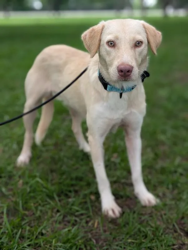 An adult medium-sized female Yellow / Tan / Blond / Fawn Yellow Labrador Retriever dog named Maeve for adoption in Aiken, SC