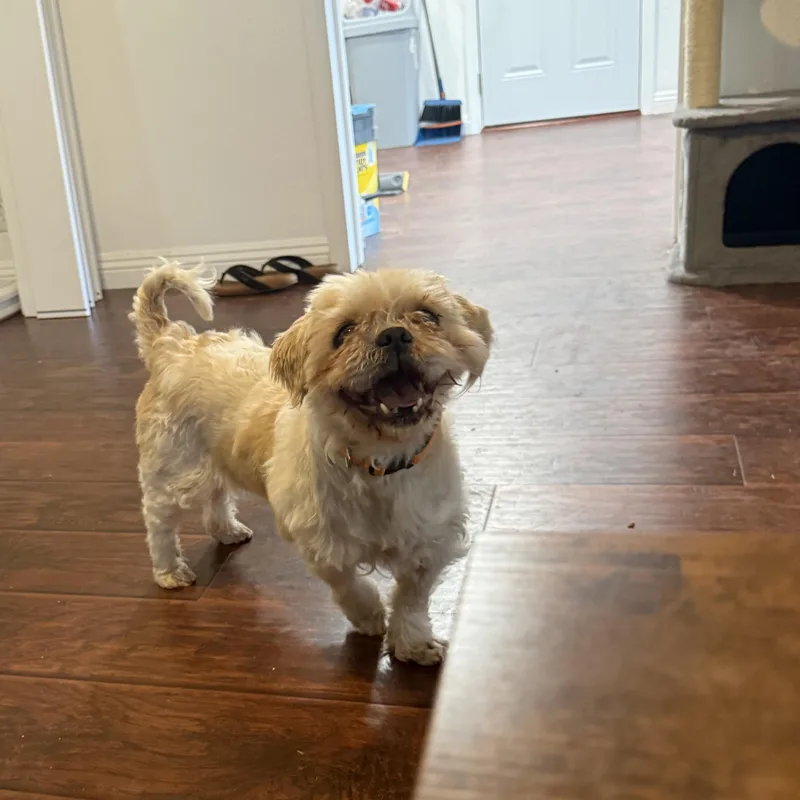 A senior small-sized male Apricot / Beige Shih Tzu dog named Nolan for adoption in Fresno, CA