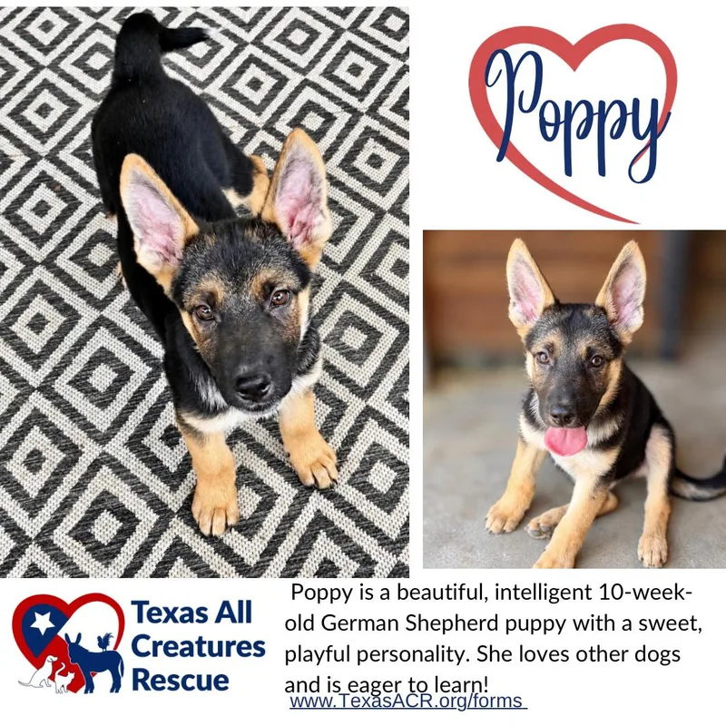 A baby large-sized female German Shepherd Dog dog named Poppy for adoption in Alvarado, TX