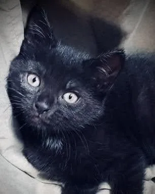 A baby large-sized male Black Bombay cat named JellyBean for adoption in Long Beach, NY