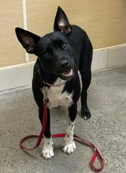 A young large-sized female Mixed Breed dog named Niele for adoption in Honolulu, HI