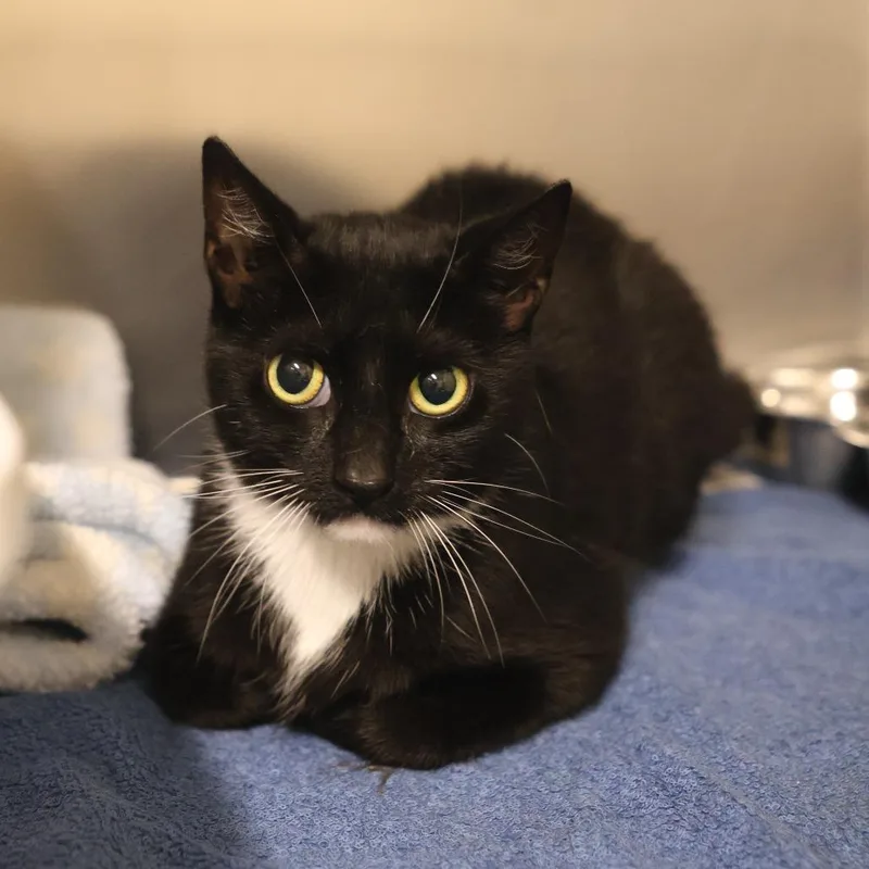 A young medium-sized female Domestic Short Hair cat named Jamie for adoption in Briarcliff Manor, NY