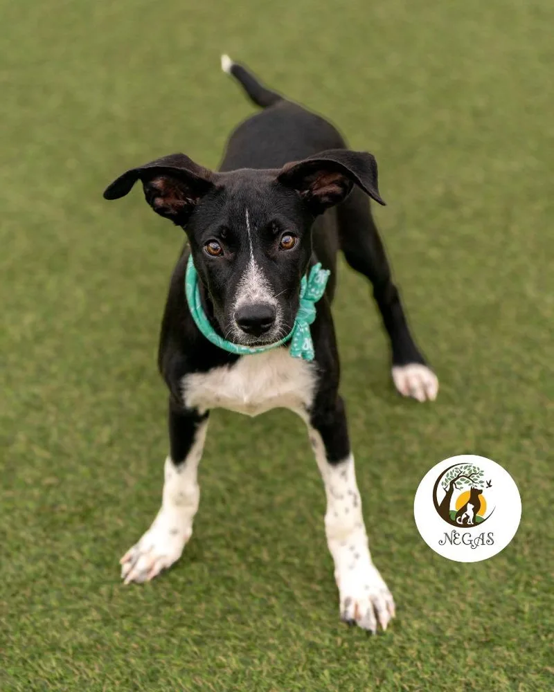 A baby medium-sized male Mixed Breed dog named Dexter for adoption in Lavonia, GA