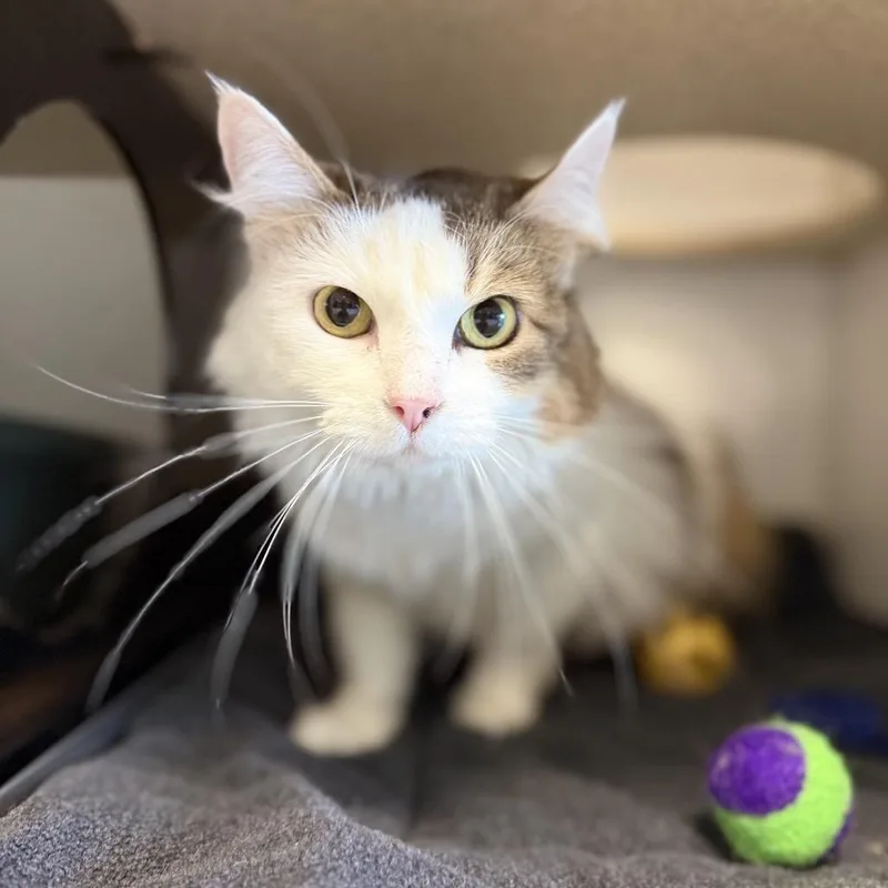 An adult medium-sized female Brown / Chocolate Domestic Long Hair cat named Sashimi for adoption in Park City, UT