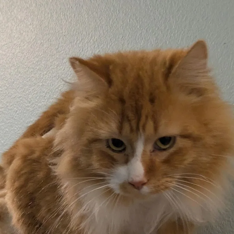 An adult medium-sized male Orange / Red Domestic Long Hair cat named Conan for adoption in Silverton, OR