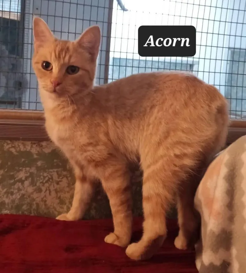 A young medium-sized female Domestic Short Hair cat named Acorn for adoption in Buffalo, MO