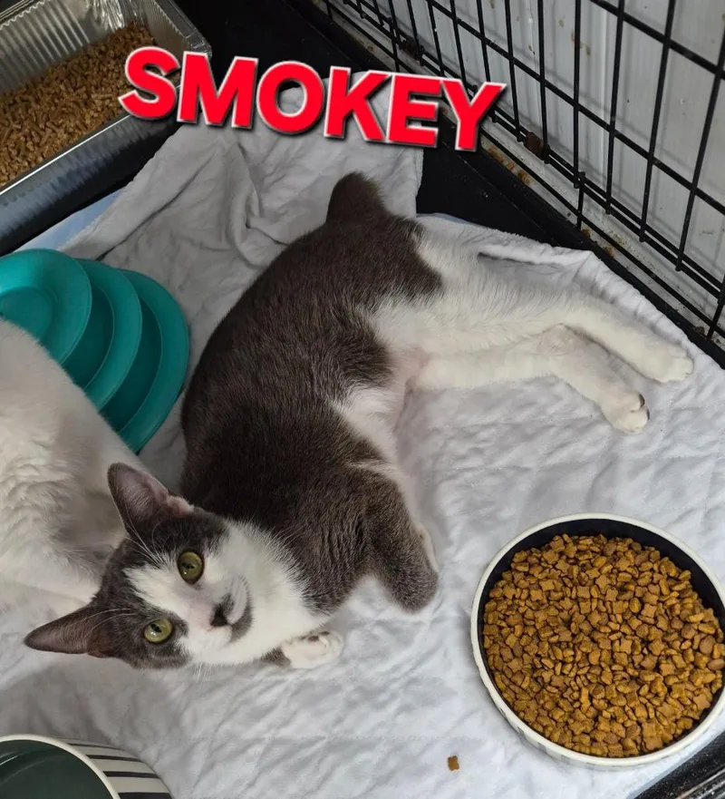 Smokey