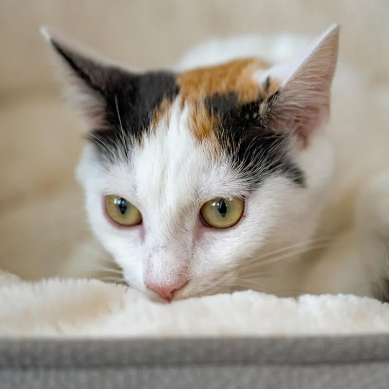 A baby small-sized female White Domestic Short Hair cat named Sorbet for adoption in Chapel Hill, NC