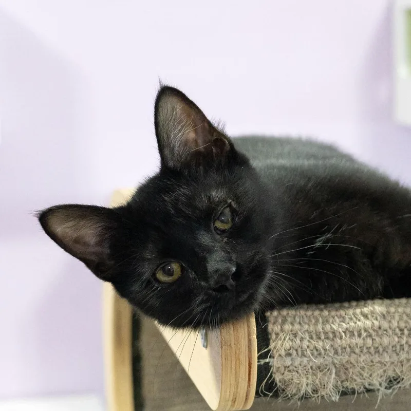 A baby small-sized female Brown / Chocolate Domestic Short Hair cat named Eros for adoption in McKean, PA